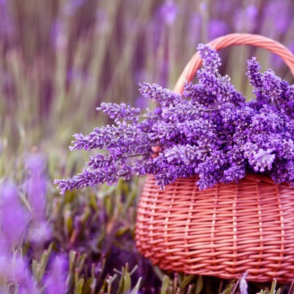 La lavanda, una pianta dai mille usi conosciuta fin dall'antichità -  Aostasera